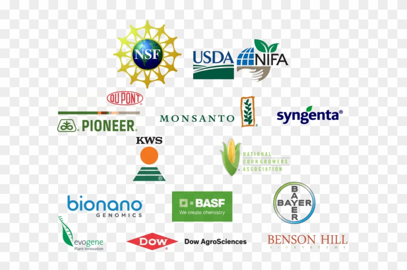 Interested In Becoming A Sponsor Of The Maize Genetics - National Science Foundation Clipart