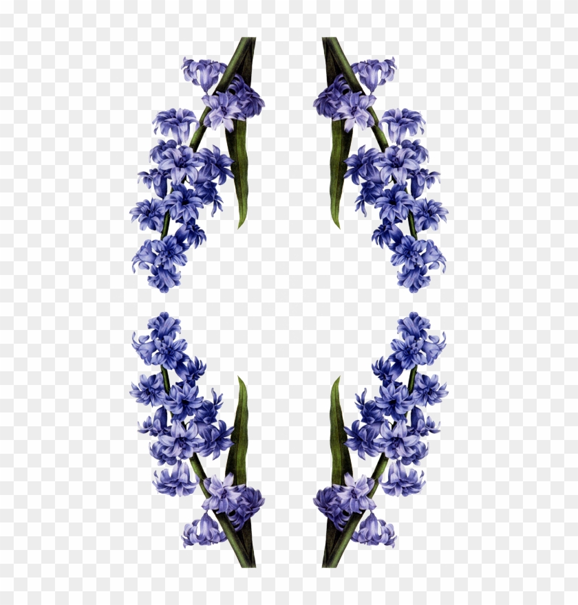 Vintage Hyacinth Clipart