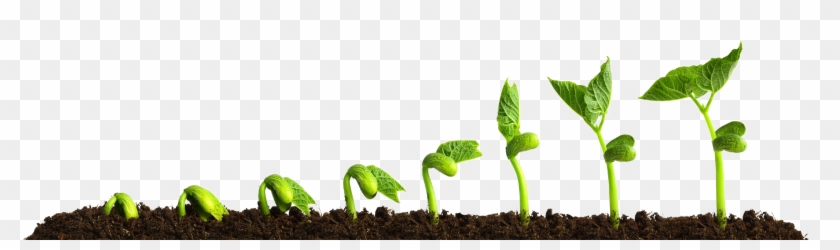 Grow Png Transparent Picture - Growing Plant Clipart #4588008