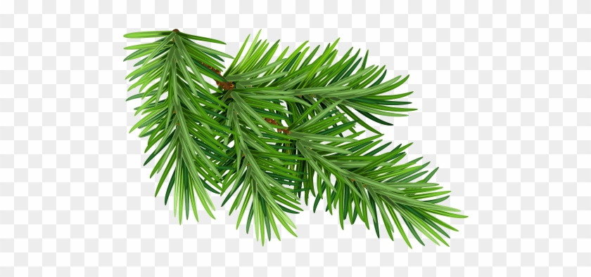 Black Spruce - Pine Needles White Background Clipart #4588576