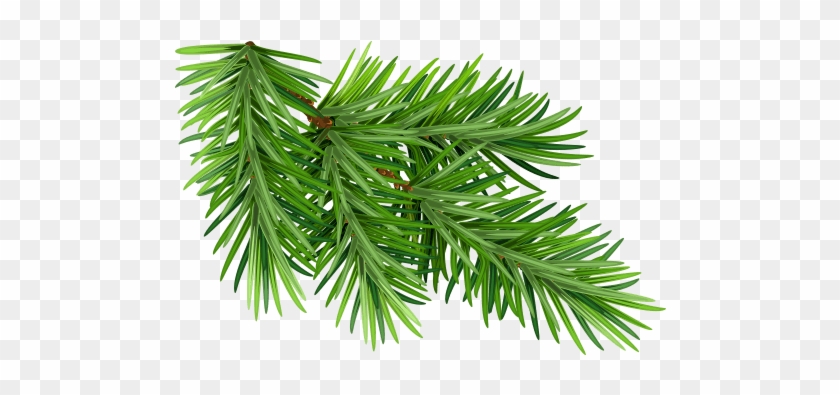 Black Spruce - Pine Needles White Background Clipart