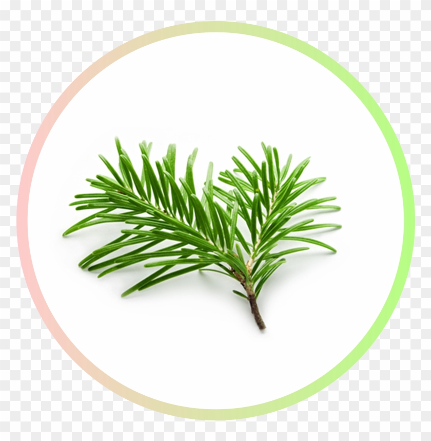 Kreis Fichtennadel - Essential Oil Clipart