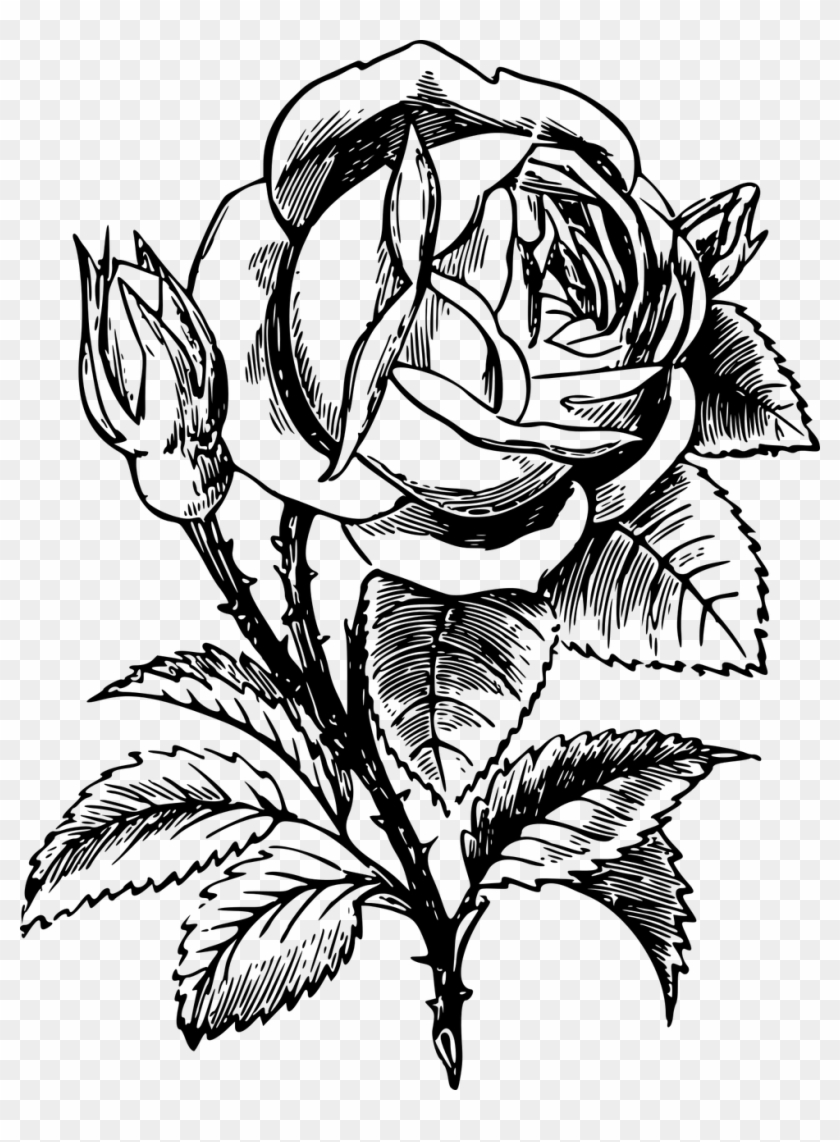 Floral Flower Leaf Leafy Leaves Png Image - Roses Black And White Drawing Transparent Clipart #4591384