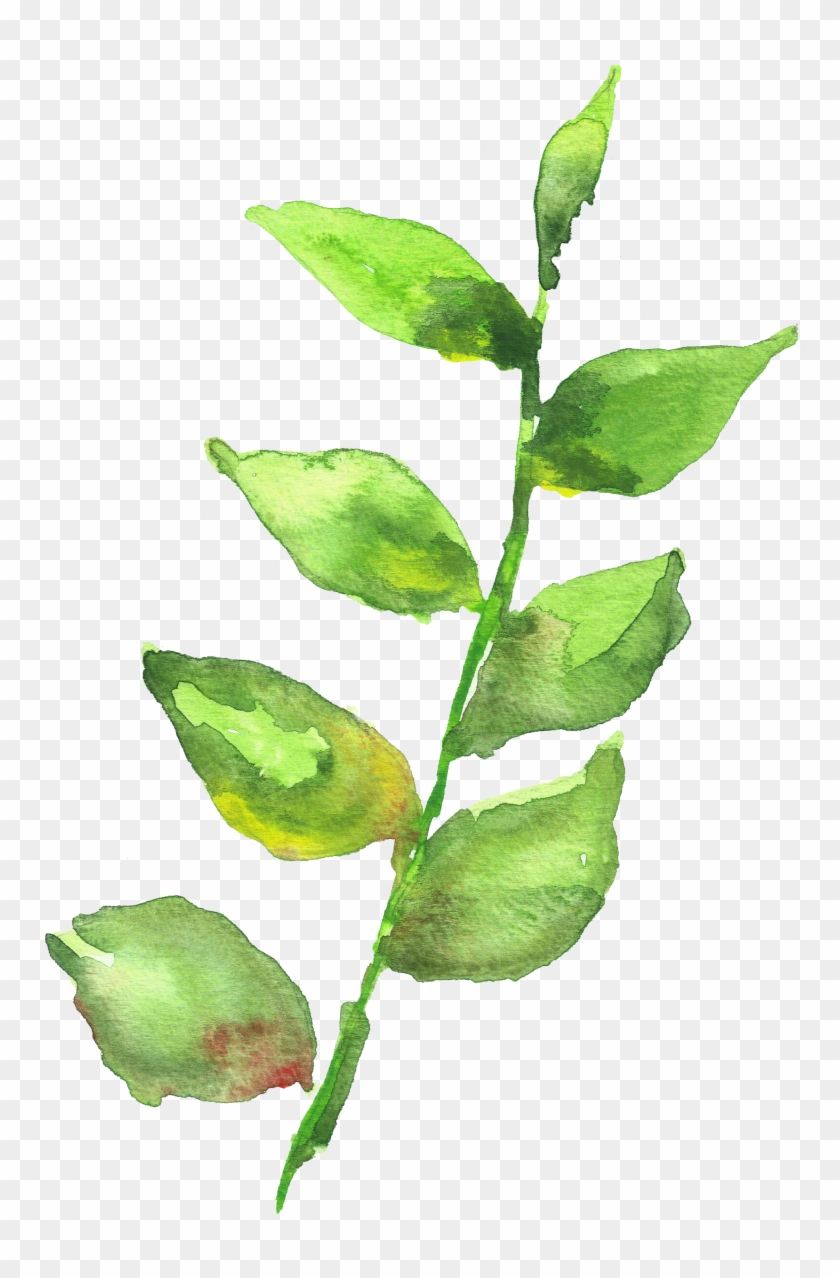 Plant Stem Png - Watercolor Painting Clipart #4591514