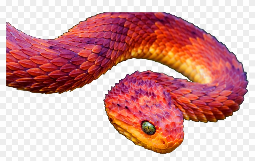 Bush Viper Clipart