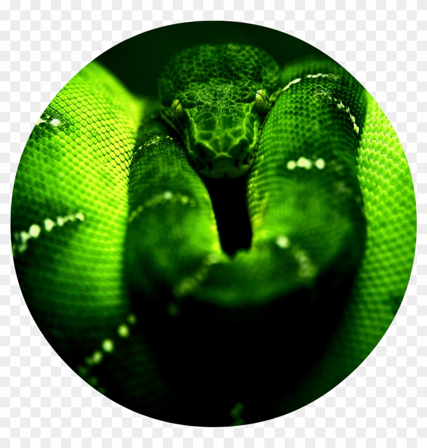 Green Snake Png - Snake Cover Clipart #4592006