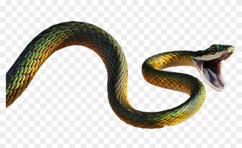 This Website Contains Information On Snakes, Where - Snake Spider Clipart #4592091