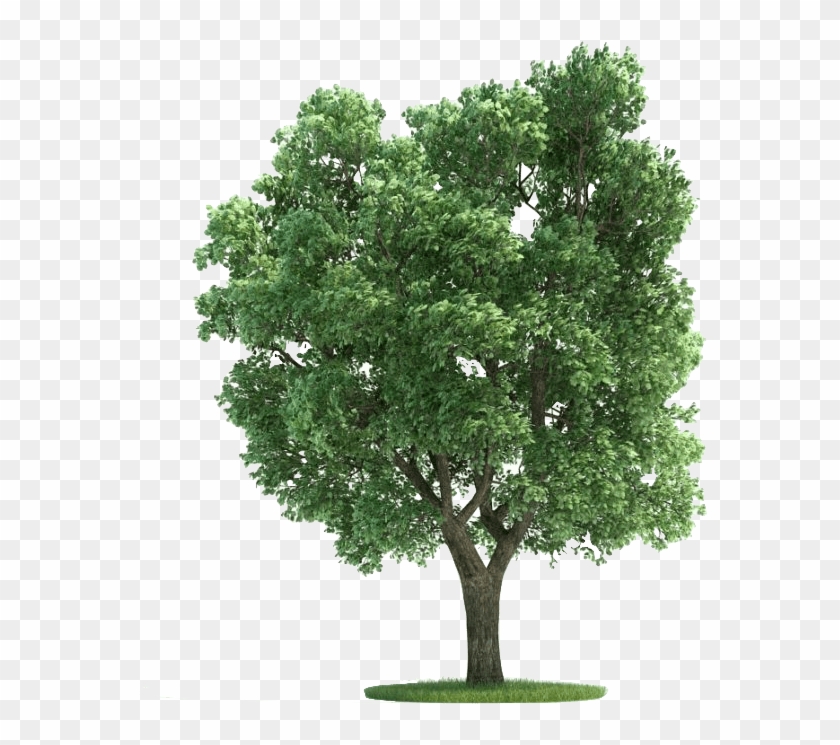Sycamore Lyfe - Thornless Honey Locust Png Clipart #4592863