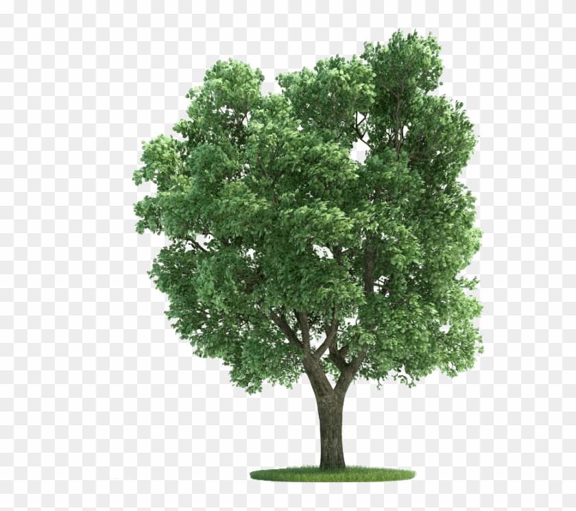 Sycamore Lyfe - Thornless Honey Locust Png Clipart