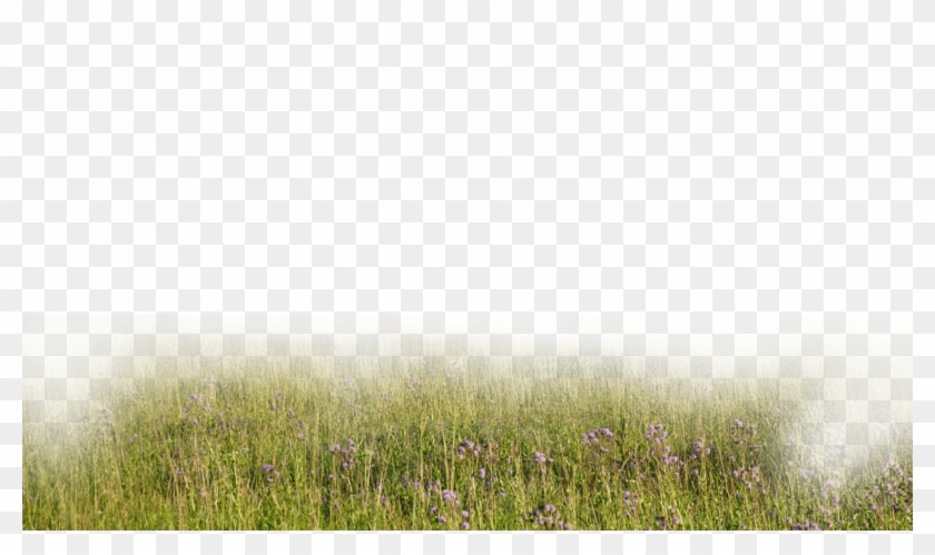 Trailer, Film, Video, Computer Wallpaper, Grass Family Clipart #4593308