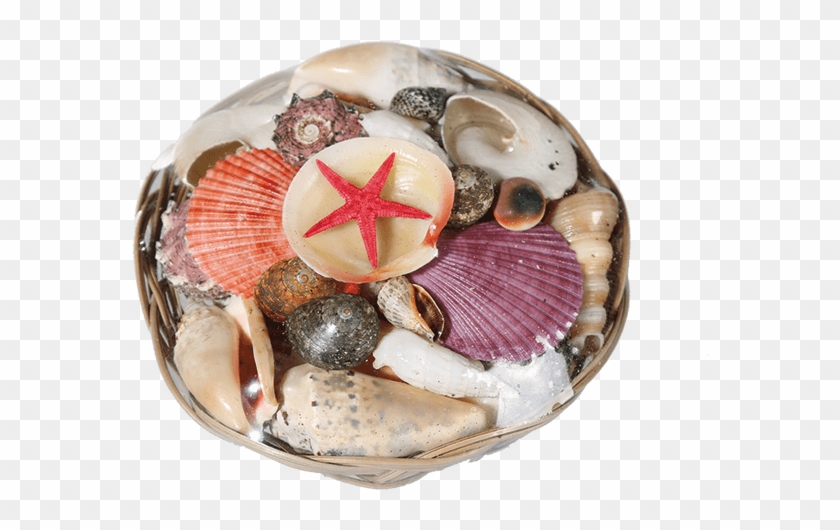 Muschel Clipart #4593590