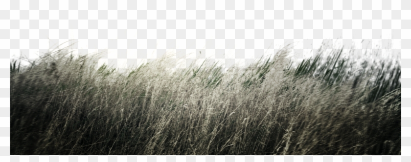 Mato - Sweet Grass Clipart