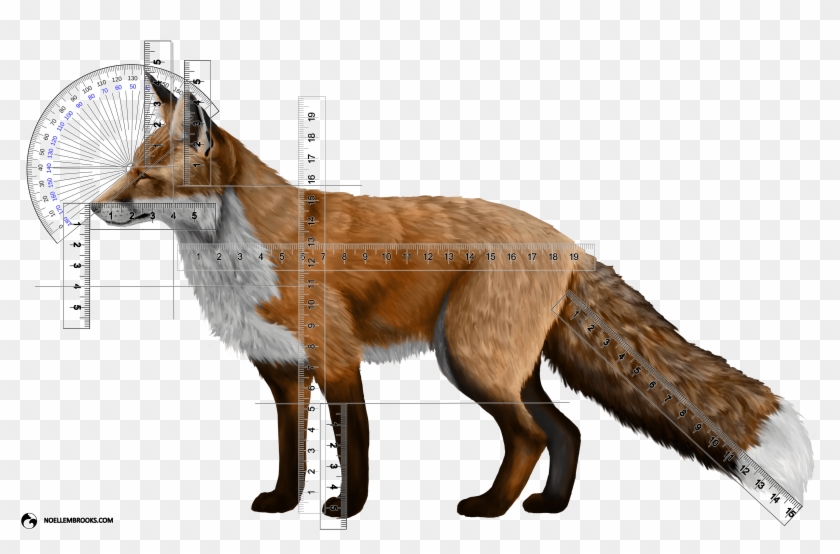 Wild Red Fox Stop Angle And Body Part Length Calculations - Red Silver Cross Fox Clipart