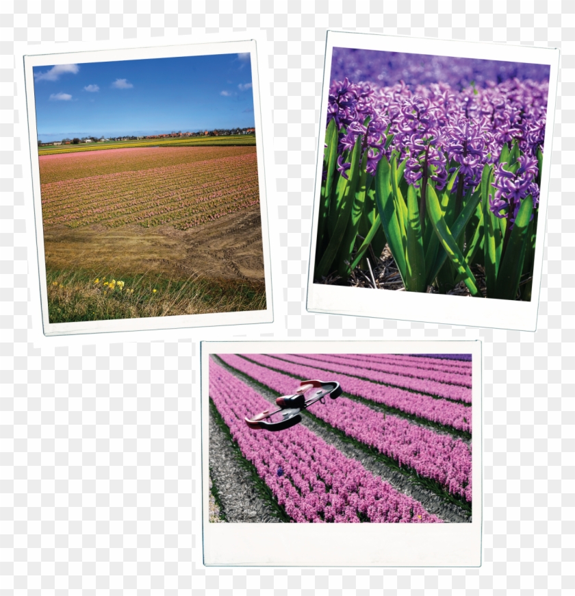 Go To Image - Iris Clipart #4595881