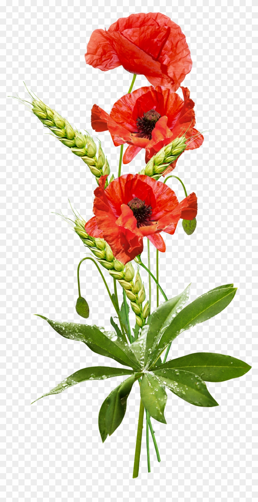 Poppy, Desktop Wallpaper, Drawing, Flower, Cut Flowers - Маки Пнг Clipart #4596210