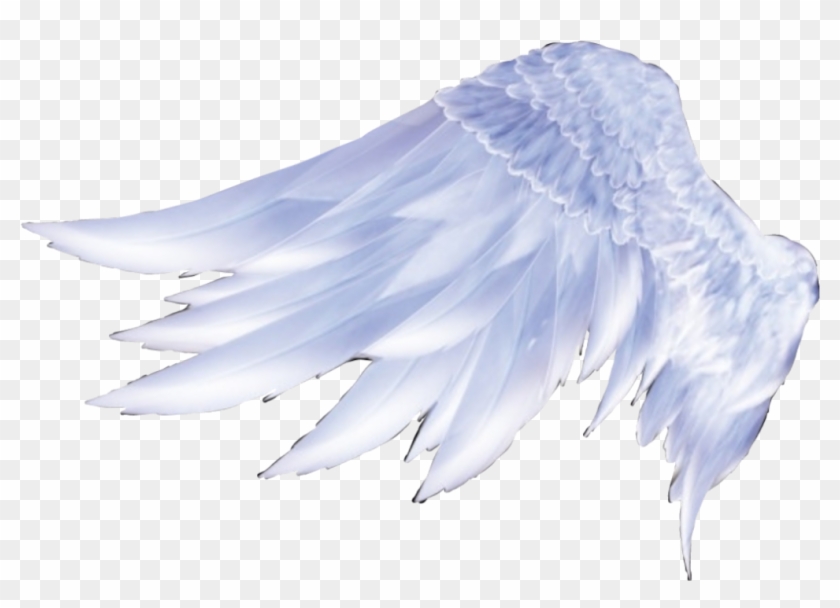 #wigs #asa #anjo - Angel Feather Wing Drawing Clipart #4596292