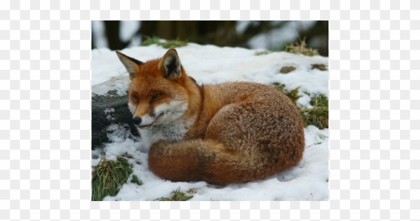 Vörös Róka Clipart