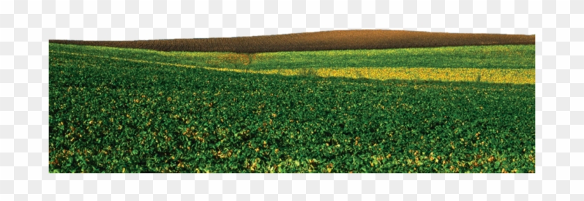 Groung Png - Field Clipart