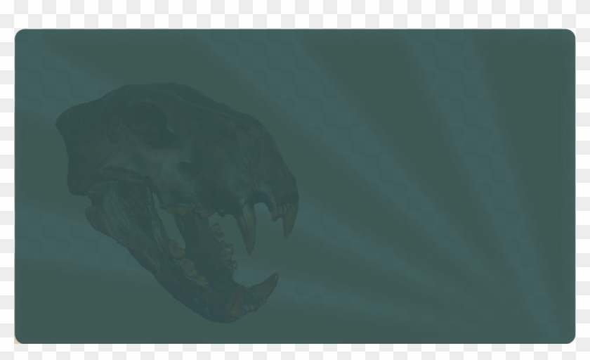 Marine Mammal Clipart