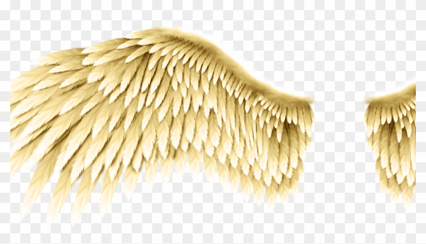 Imagens De Asas De Anjos Abertas Clipart