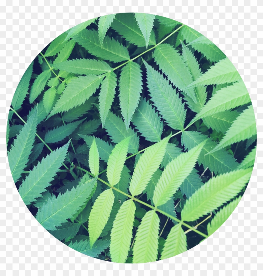 #green #leaves #nature #circle #background #plant #jungle - Nature Circle Transparent Background Clipart