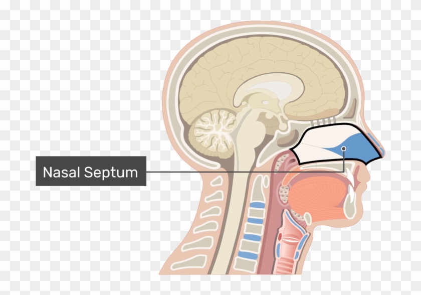 Midsagittal View Of The Nasal Cavity Labeled - Nasal Cavity Clipart