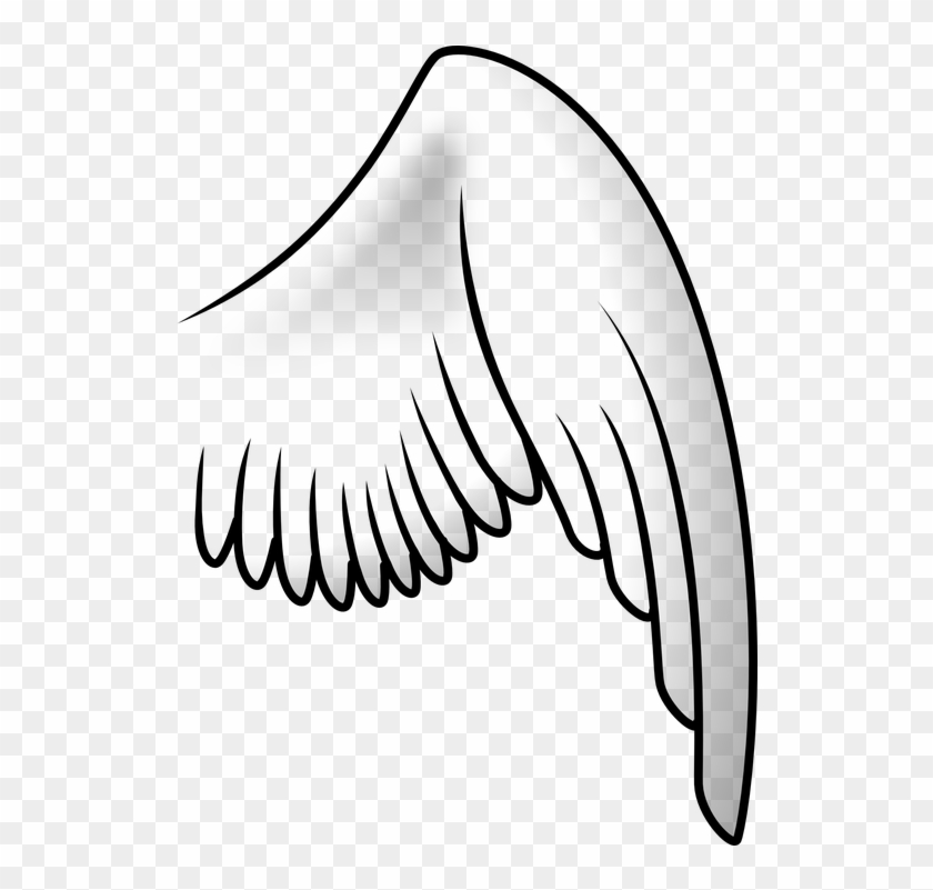 Asa De Anjo Desenho Png - Bird Wing Clipart Transparent Png #4597291