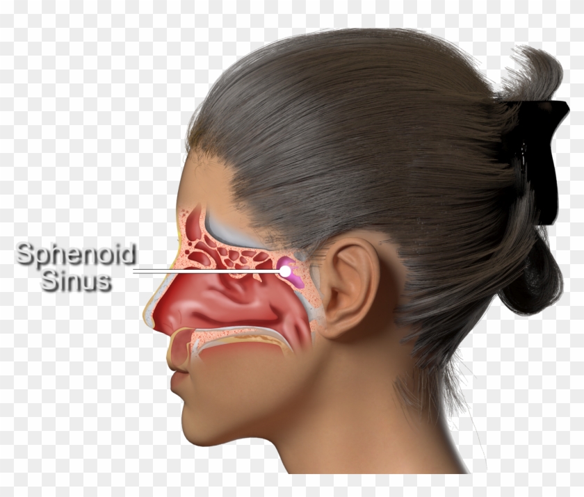 The Septum Is A Thin Bone That Separates Both Sides - Girl Clipart #4598347