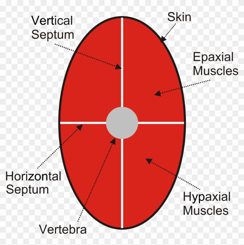 Epaxial And Hypaxial Muscles - Circle Clipart