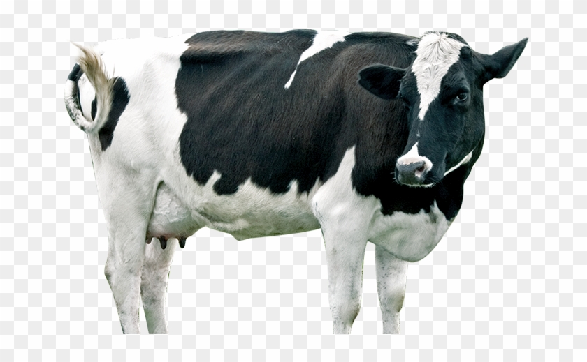 Dairy Cow Png - Dairy Cow Clipart #4598821