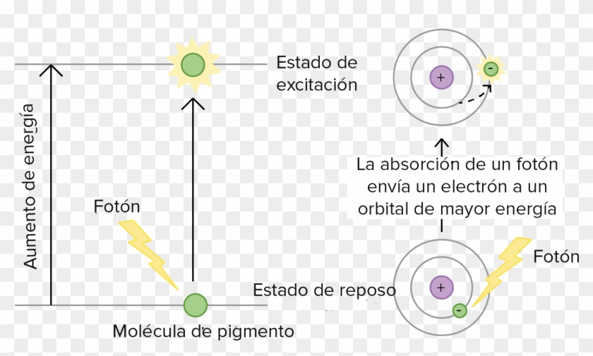 Cuando Una Molécula Del Pigmento Absorbe La Luz, Pasa - Exitacion De La Clorofila Clipart #4599103