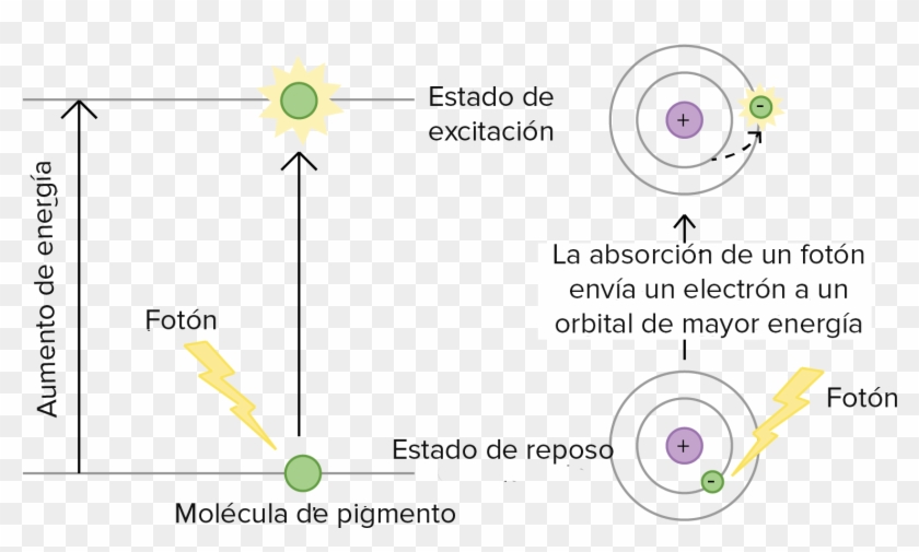 Cuando Una Molécula Del Pigmento Absorbe La Luz, Pasa - Exitacion De La Clorofila Clipart