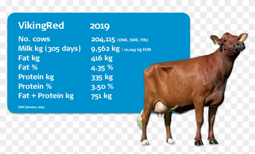 Interbull Evaluations - Dairy Cow Clipart