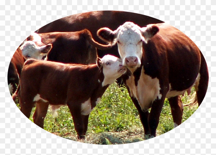 Boyden Farm Sits On A Rich Flood Plain Of The Lamoille - Dairy Cow Clipart #4599336