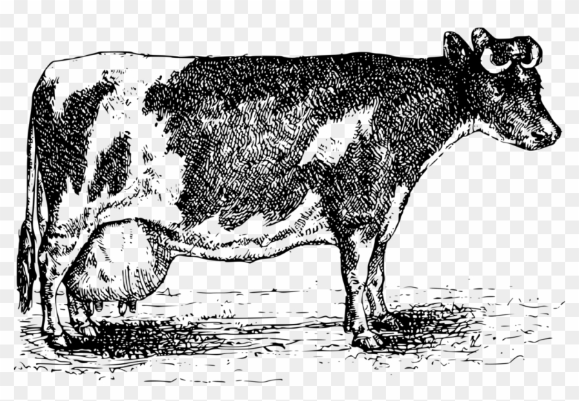 Beef Cattle Dairy Cattle Sheep Goat Jersey Cattle - Cow Sheep Clipart - Png Download