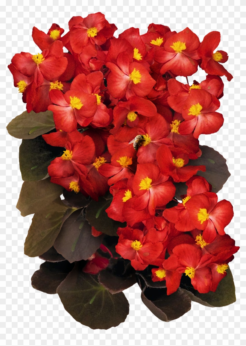 Red Wax Begonia Seeds - Begonia Clipart #4599378