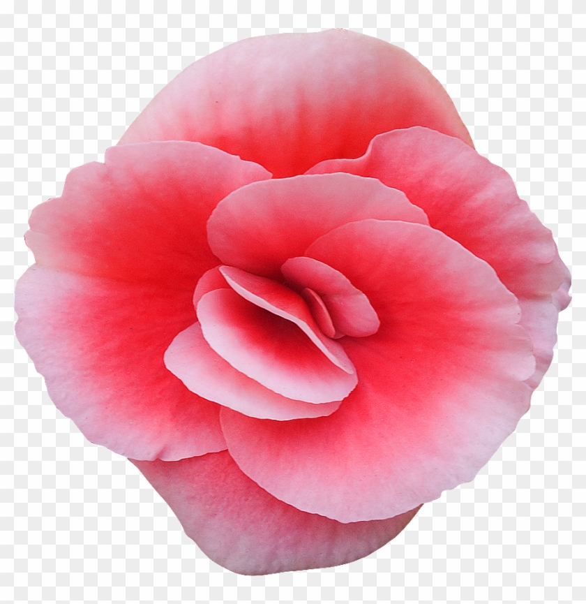 2018 03 27 - Carnation Clipart #4599410