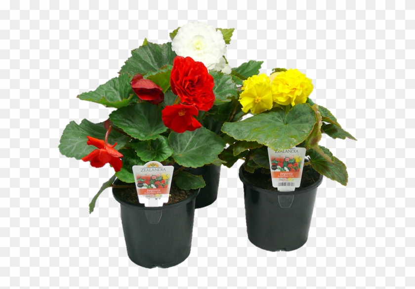 1 - 3l Begonia - Begonia Tuberous - Hybrid Tea Rose Clipart #4599459