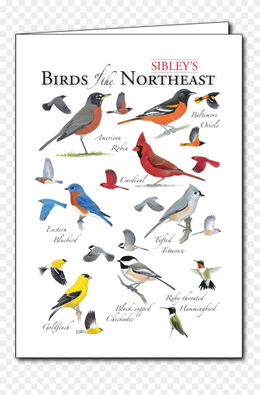 Sibley's Birds Of The Northeast Regional Card - North East Birds Clipart
