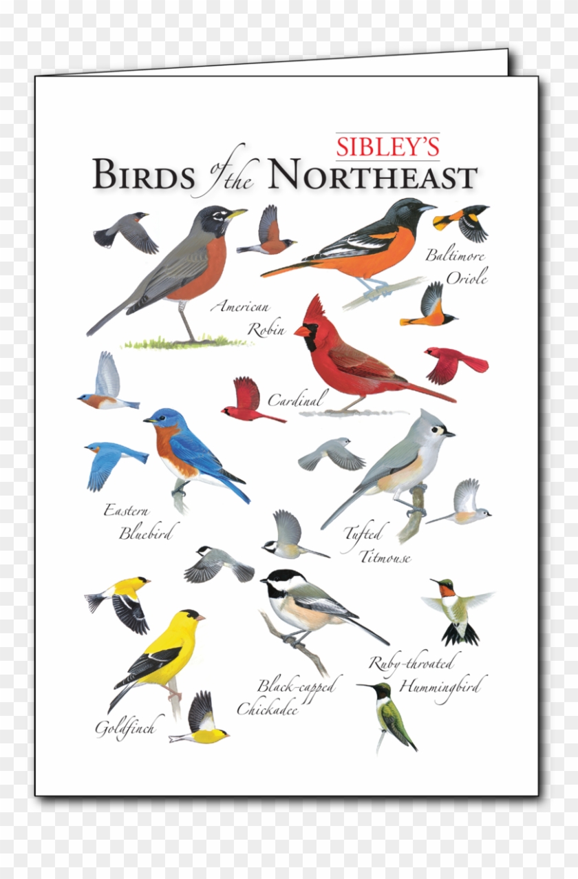Sibley's Birds Of The Northeast Regional Card - North East Birds Clipart #4599485