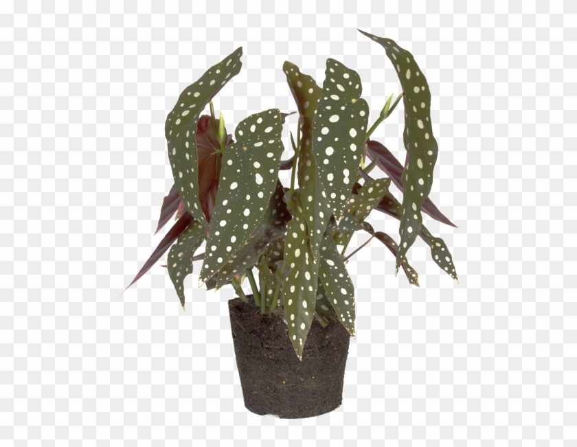 Begonia Maculate - Weberocereus Clipart
