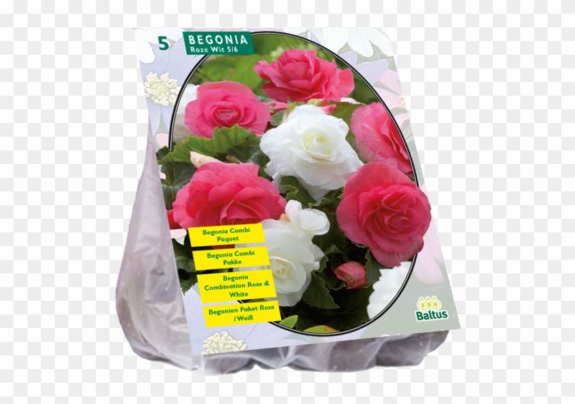 Begonia Duo Pink / White - Floribunda Clipart #4599712