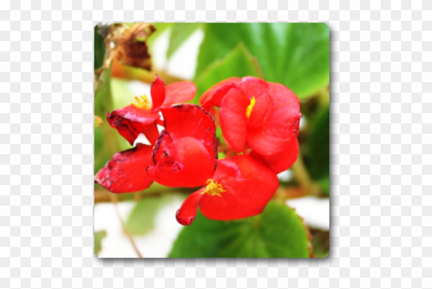Impatiens Clipart #4599764