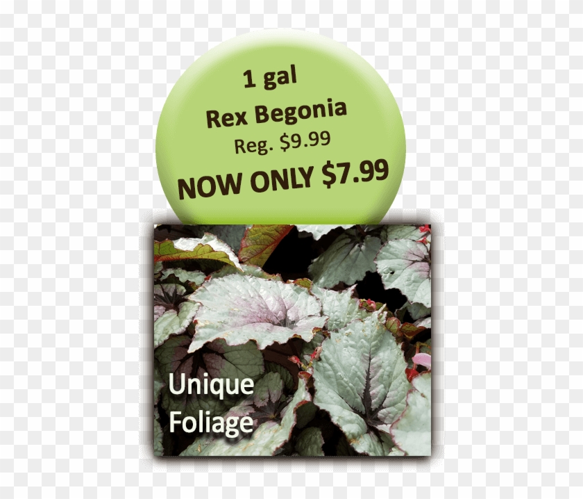 1 Gal Rex Begonia - Begonia Clipart
