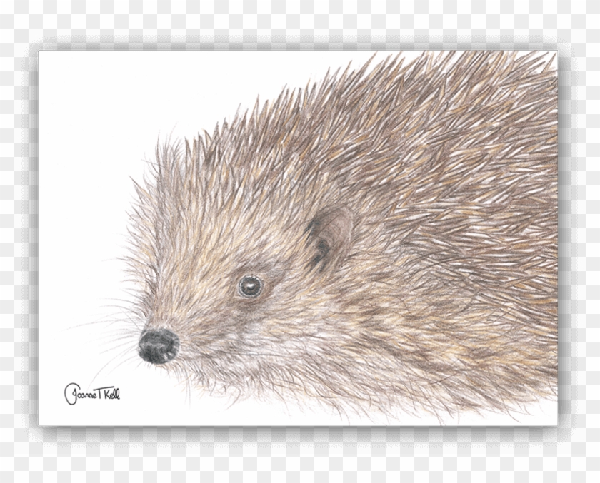 Hedgehog Greeting Card - Domesticated Hedgehog Clipart #4599791