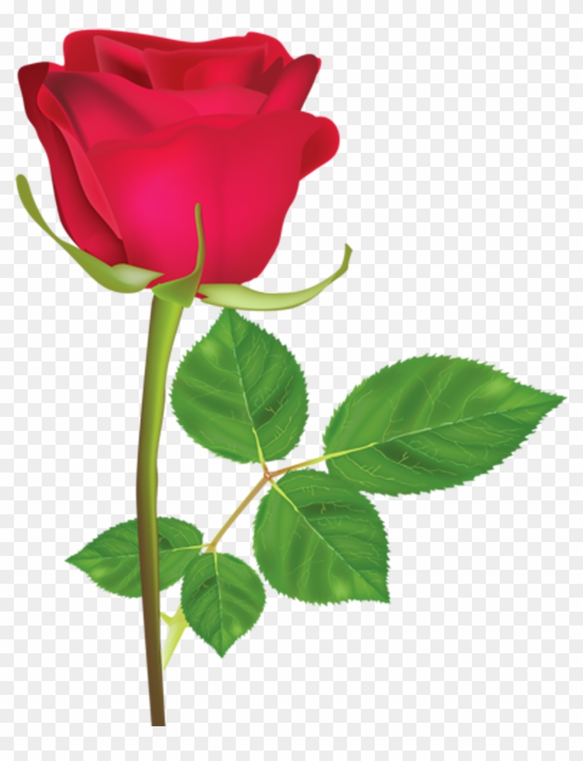 Rosa Roja Png - Rosa Roja En Png Clipart #4599826