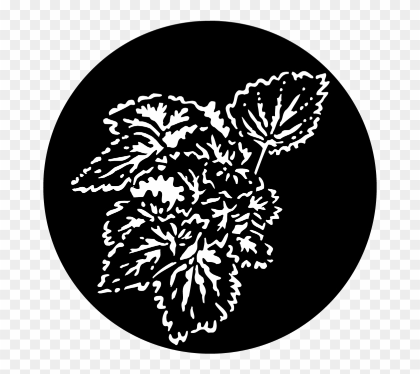 Foliage Begonia - Illustration Clipart #4599830