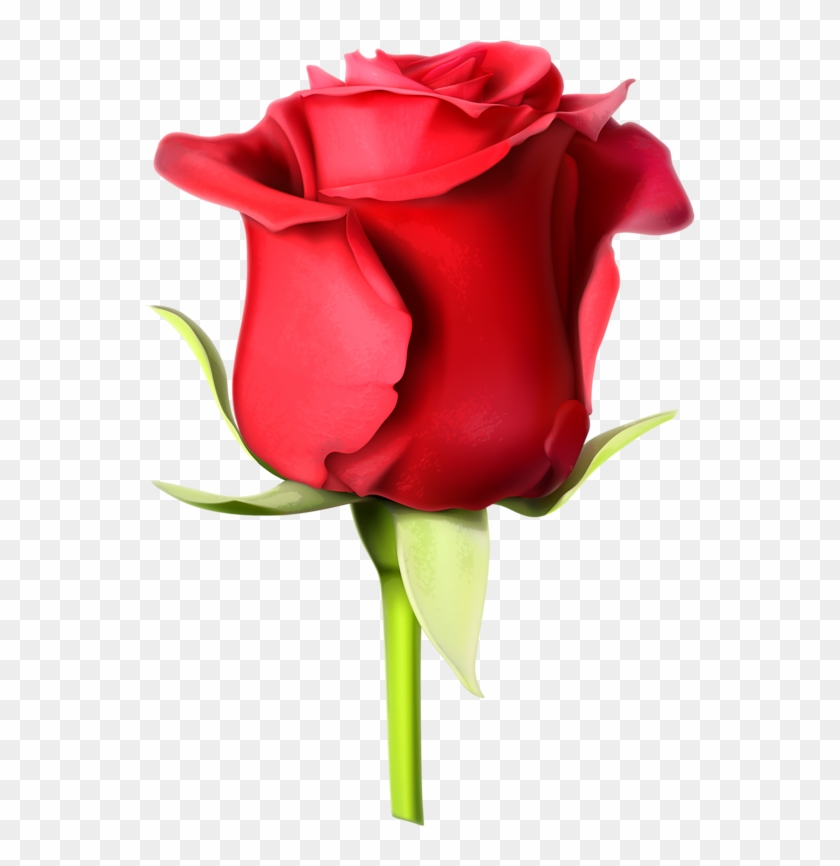 Rosa Roja - 玫瑰 花 圖案 Clipart