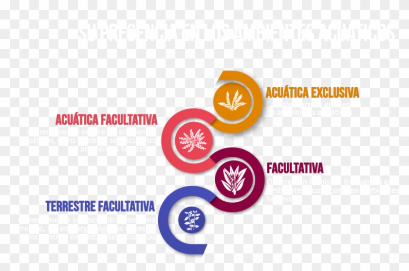 Begonia De Pantano , Png Download - Circle Clipart