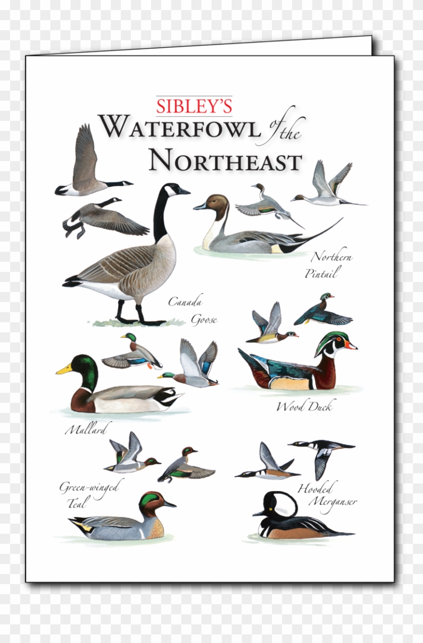 Sibley's Waterfowl Of The Northeast Regional Card - W. R. Berkley Clipart